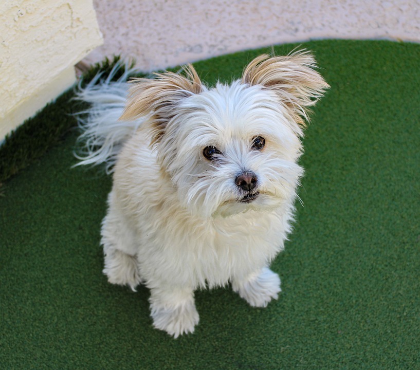 dog-6835917_960_720